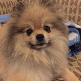 Beagles and Pomeranians from Celtic Rose Kennels