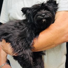 Yorkshire Terrier Puppies from Voss Yorkies