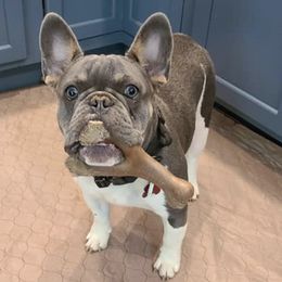 French Bulldogs from Fro's Frenchies