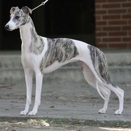 Whippets from Arwen Whippets
