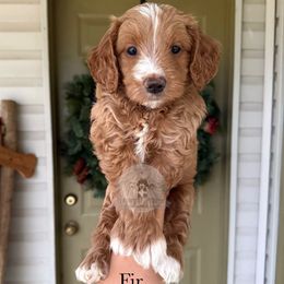 Fir - Red  male Goldendoodle puppy in Comanche, Texas from Central Texas Doodles, LLC.