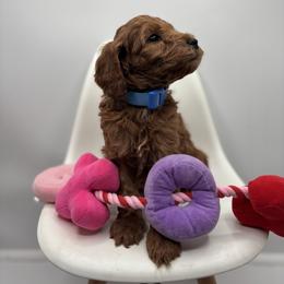 Cowboy - Red  male Goldendoodle puppy in Creston, Ohio from Mini Doodles Dandy