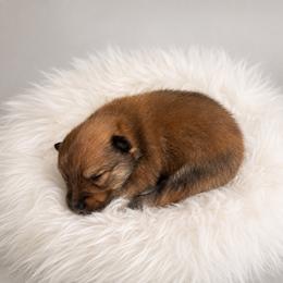 Astro - Red sable male Pomeranian puppy in Atlanta, Georgia from Merle Paws Pomeranians