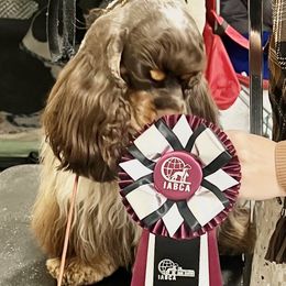 Opal - Cocker Spaniel