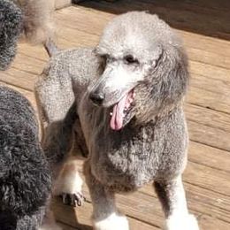 Blitzen - Poodle