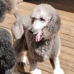 Blitzen - Poodle