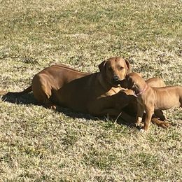Lhasa Apso and Rhodesian Ridgeback Puppies from Koenigplatz Kennel