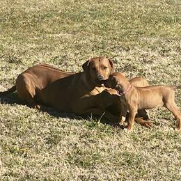 Lhasa Apso and Rhodesian Ridgeback Puppies from Koenigplatz Kennel