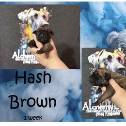 Great Dane Puppies from Alchemy Danes