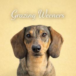 Graycie - Dachshund