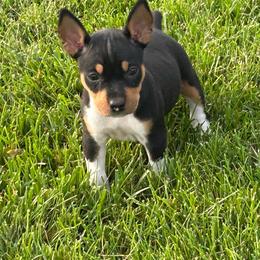 Bonny - Black white and tan female Rat Terrier puppy in Canandaguia, New York from Mary ann Whipple's Old Dominion Terriers