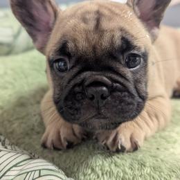 Michael - Fawn and white male French Bulldog puppy in Rochester, New York from Upstate Champion Kennels