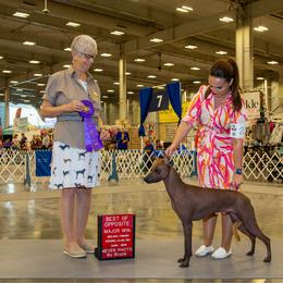 Meleys - Xoloitzcuintli