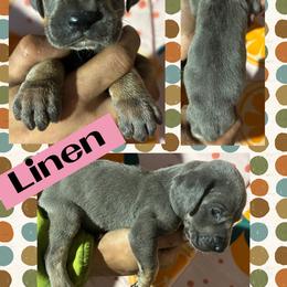 Linen - Blue female Great Dane puppy in Wellsville, New York from Prophecy Danes