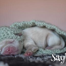 Saylor - Cream male Cockapoo puppy in Myerstown, Pennsylvania from The Cocker Cingdom