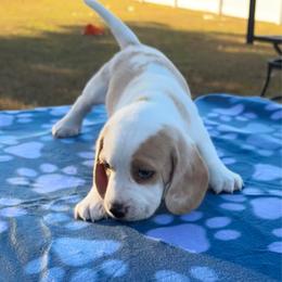 Ray - Lemon and white male Beagle puppy in Meridianville, Alabama from Spear Haven Beagles (formerly Spear Lake Beagles)