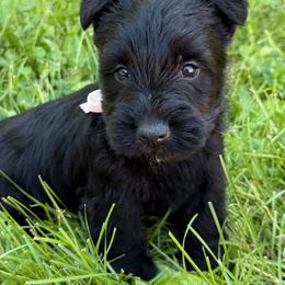 Fawn - Black female Scottish Terrier puppy in Mount Joy, Pennsylvania from K&M Kennel