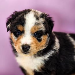 Stitch - Blue merle male Miniature Australian Shepherd puppy in Mc Alester, Oklahoma from Angel's Aussies