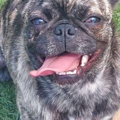 Pepper - Pug