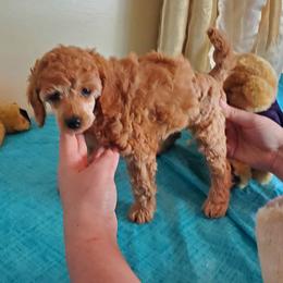 Georgie - Apricot female Poodle puppy in Licking, Missouri from Majestic Embrace Poodles