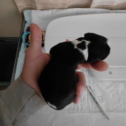 Pink - Black white and tan female English Springer Spaniel puppy in Westmorland, California from IV Springers of California