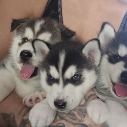 Pomsky Puppies from Peoria Pomskies