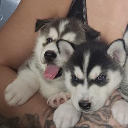 Pomsky Puppies from Peoria Pomskies