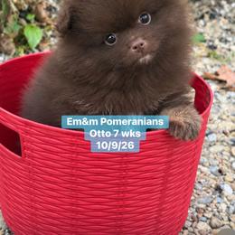 Otto chocolate 3200 pet only - Chocolate male Pomeranian puppy in Kentucky from Em&M Pomeranians