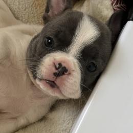 French Bulldog Puppies from The Frenchie Ravine Connection LLC