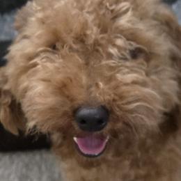 Maltese, Maltipoos, and Poodles from DeVall Maltipoos