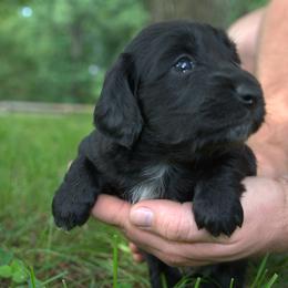 Sassy - Black female Dachshund puppy in Griffin, Georgia from Always Trippin' Doxie Life