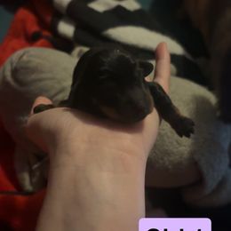 Girl 1 - Black and tan female Dachshund puppy in Belton, South Carolina from Amy’s Dachshunds