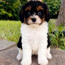 Zion - Tri-color male Cavapoo puppy in Salt Lake City, Utah from SunnySide Mini Doodles
