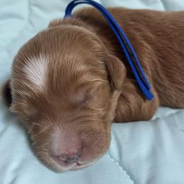 Liam - Red  male Goldendoodle puppy in Placerville, California from New Dawn Poodles and Doodles