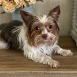 Hachi - Yorkshire Terrier