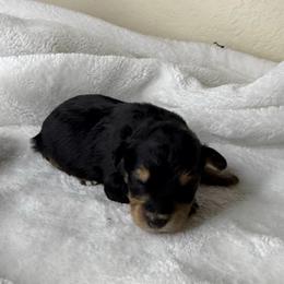 Buddy - Black tri-color male Aussiedoodle puppy in Tonasket, Washington from V5 Aussies