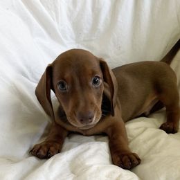 Dachshund Puppies from Welden’s Miniature Dachshunds
