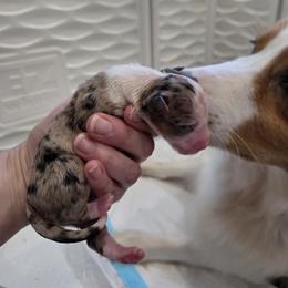 Australian Shepherd Puppies from Out of the Blue Aussies