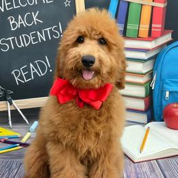 Gracie's Red Boy - Red  male Goldendoodle puppy in Kountze, Texas from Texas Doodles LLC