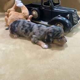Jasper - Dapple male Dachshund puppy in Smicksburg, Pennsylvania from TLC Dachshunds