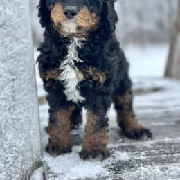 Kelsey - Black tri-color female Aussiedoodle puppy in Lancaster, Minnesota from Finney Ranch