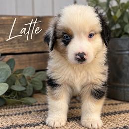 Latte - Blue merle male Australian Shepherd puppy in Traer, Iowa from Kelly's Australian Shepherds