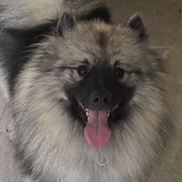 Prim - Keeshond