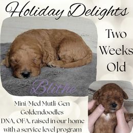 Blithe - Red  female Goldendoodle puppy in Scurry, Texas from 07 Seven Oaks Goldens and Doodles