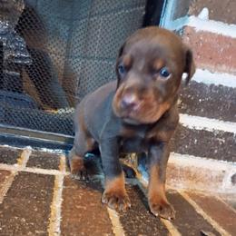 Black collar Red boy two - Red and rust male Doberman Pinscher puppy in Antioch, Tennessee from Aiba Doberman's
