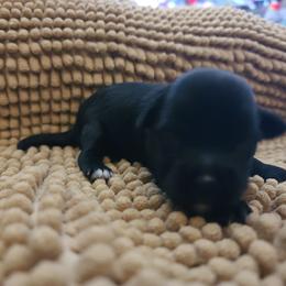 Female puppy 3 - Black and white female Chinese Crested puppy in New Castle, Pennsylvania from Long Haul Cresteds & Long Rotts