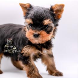 Yorkshire Terrier Puppies from Essence of Grace Yorkies