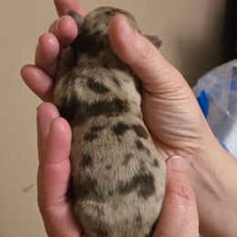 Waylon - Dapple male Dachshund puppy in Knoxville, Tennessee from East TN Dachshunds