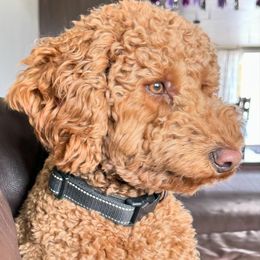 Captain Sully - Goldendoodle