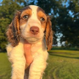 Coco - Dachshund
